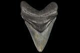 Fossil Megalodon Tooth - Georgia #109360-1